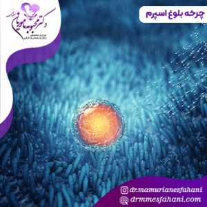 چرخه بلوغ اسپرم