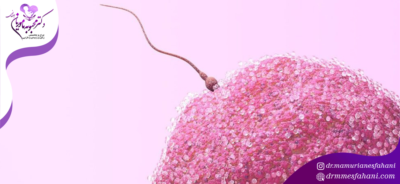 چرخه بلوغ اسپرم